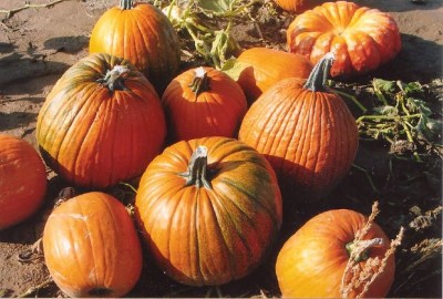 Pumpkins2011