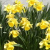 My Daffodils