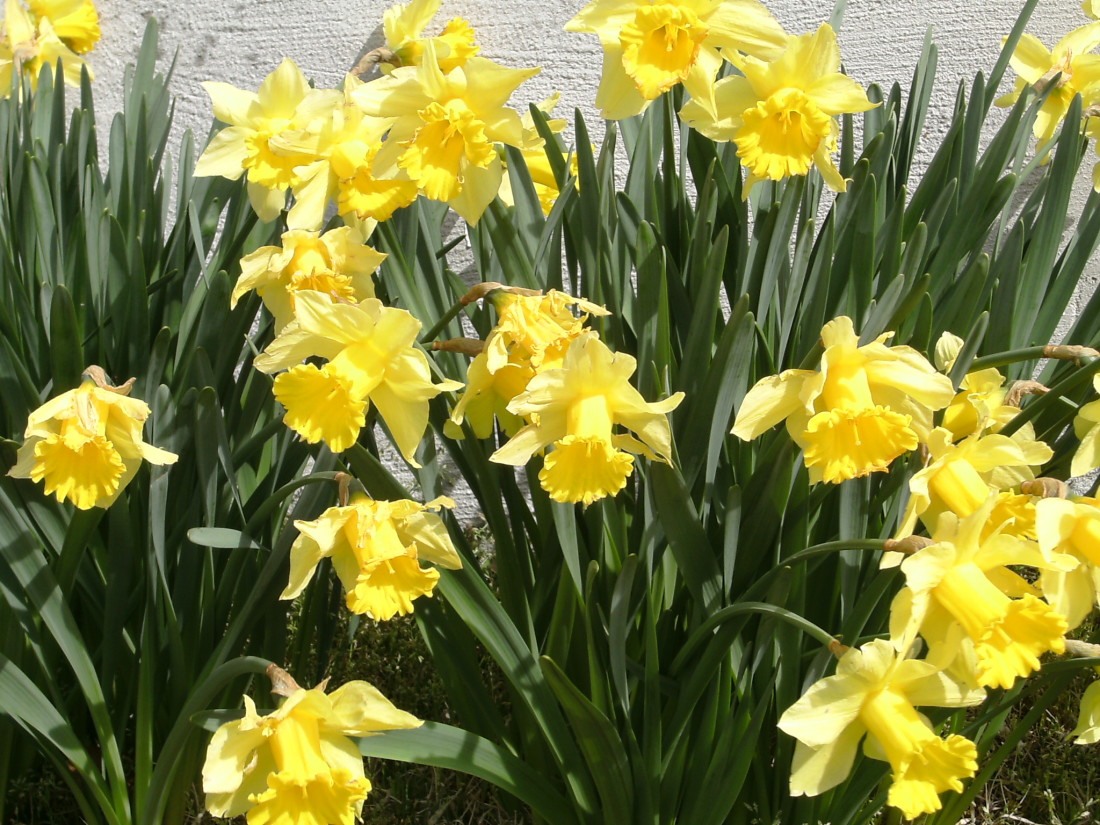 My Daffodils